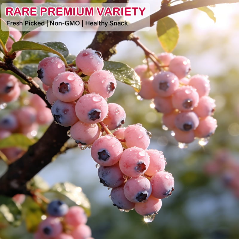 PinkDelight Berries – Premium Garden Seeds