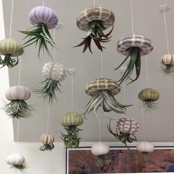 AquaBloom – Hanging Air Plant Jellyfish