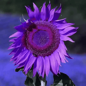 SunGiant – Rare Purple Sunflower Seeds