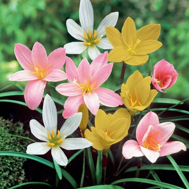 PetalBurst - Fast Bloom Flower Bulbs