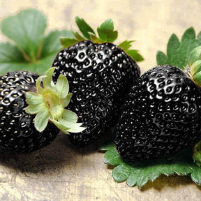 GardenCore – Rare Black Strawberry Seeds