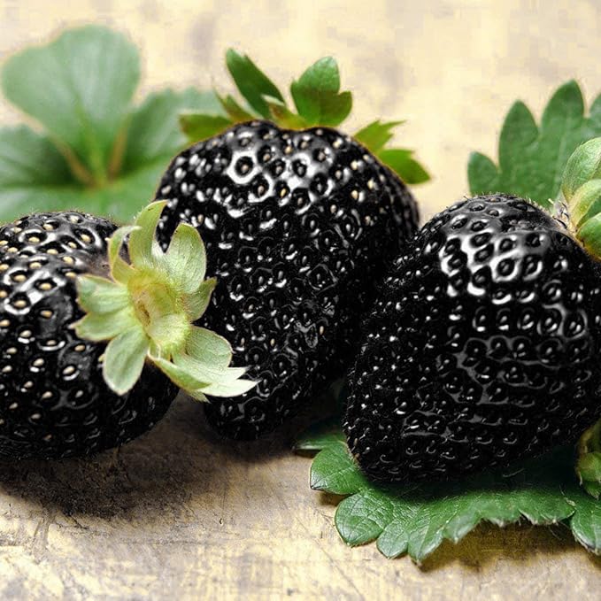 GardenCore – Rare Black Strawberry Seeds