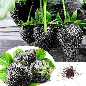 GardenCore – Rare Black Strawberry Seeds
