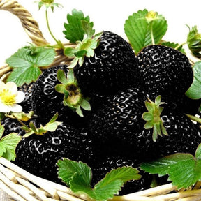 GardenCore – Rare Black Strawberry Seeds