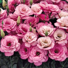 BloomRidge – Hardy Perennial Lisianthus Seeds