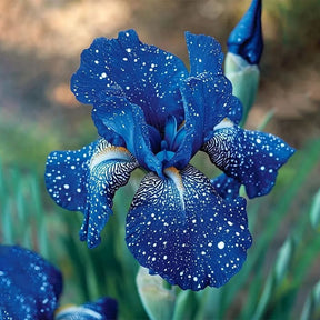 BloomAura – Exotic Tall Bearded Iris Flower