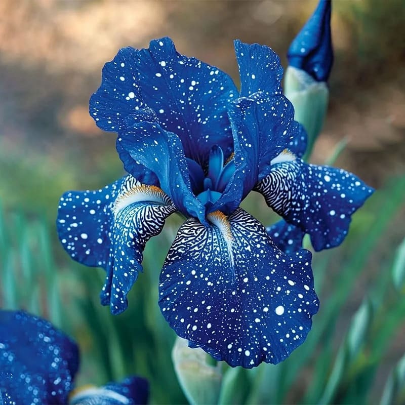 BloomAura – Exotic Tall Bearded Iris Flower