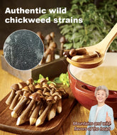 TerraFungi – Exotic Termitomyces Strain