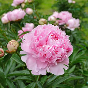 RoyalBloom - Luxurious Peony Flower Seeds | The Queen of Flowers
