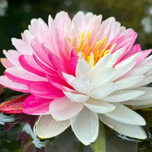 LotusBloom – The Sacred Bonsai Bowl Lotus Flower