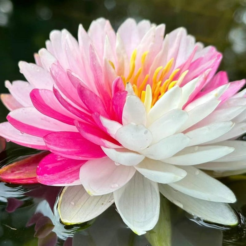 LotusBloom – The Sacred Bonsai Bowl Lotus Flower
