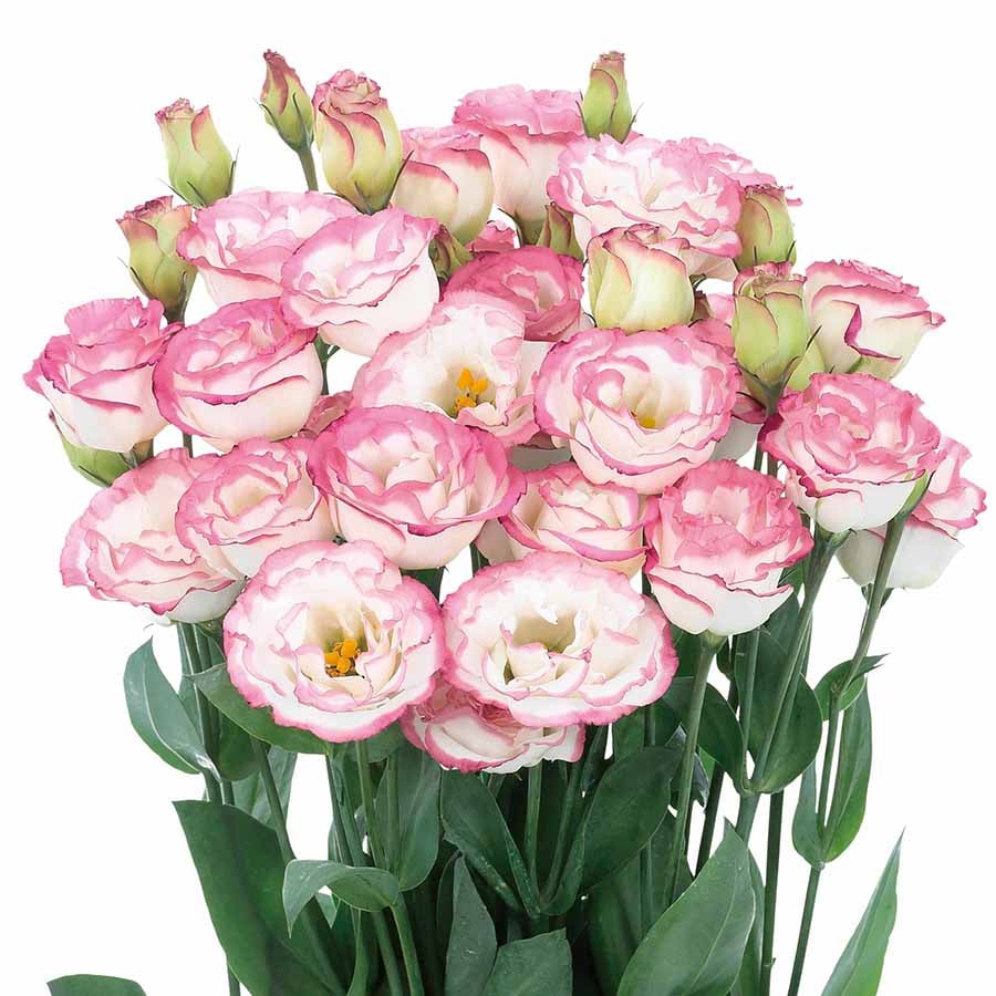 BloomRidge – Hardy Perennial Lisianthus Seeds