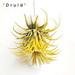AquaBloom – Hanging Air Plant Jellyfish