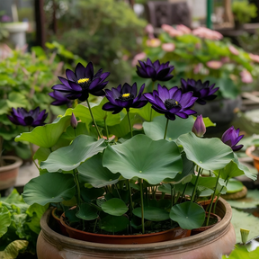 ZenLotus – Midnight Purple Lotus Seeds