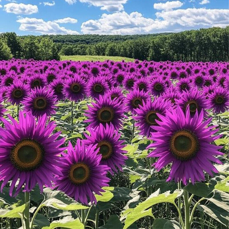 SunGiant – Rare Purple Sunflower Seeds