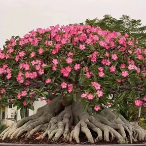 SunRose Garden – Desert Bloom Seeds