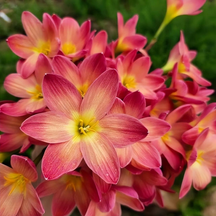 PetalBurst - Fast Bloom Flower Bulbs