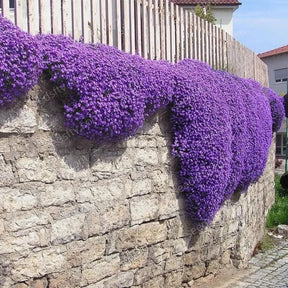 ThymeCreep – Optimal Ground Cover Seeds