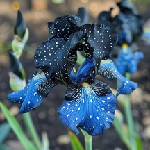 BloomAura – Exotic Tall Bearded Iris Flower
