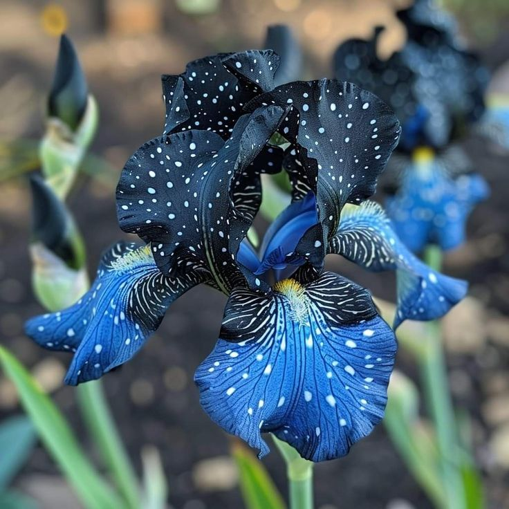 BloomAura – Exotic Tall Bearded Iris Flower
