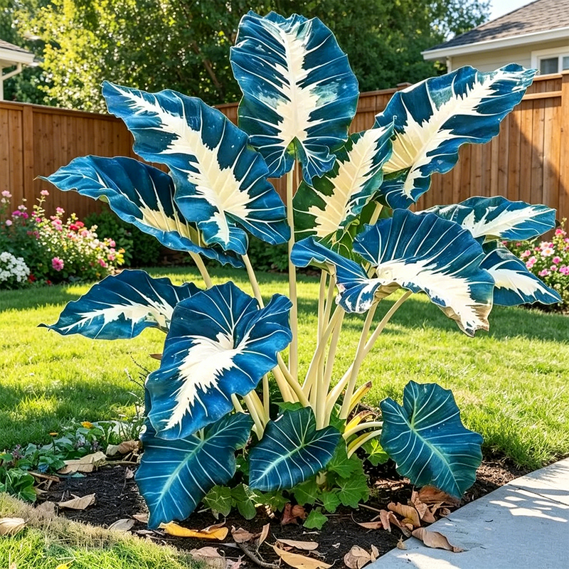 ColorBloom – Giant Multi-Color Caladiums Bulbs