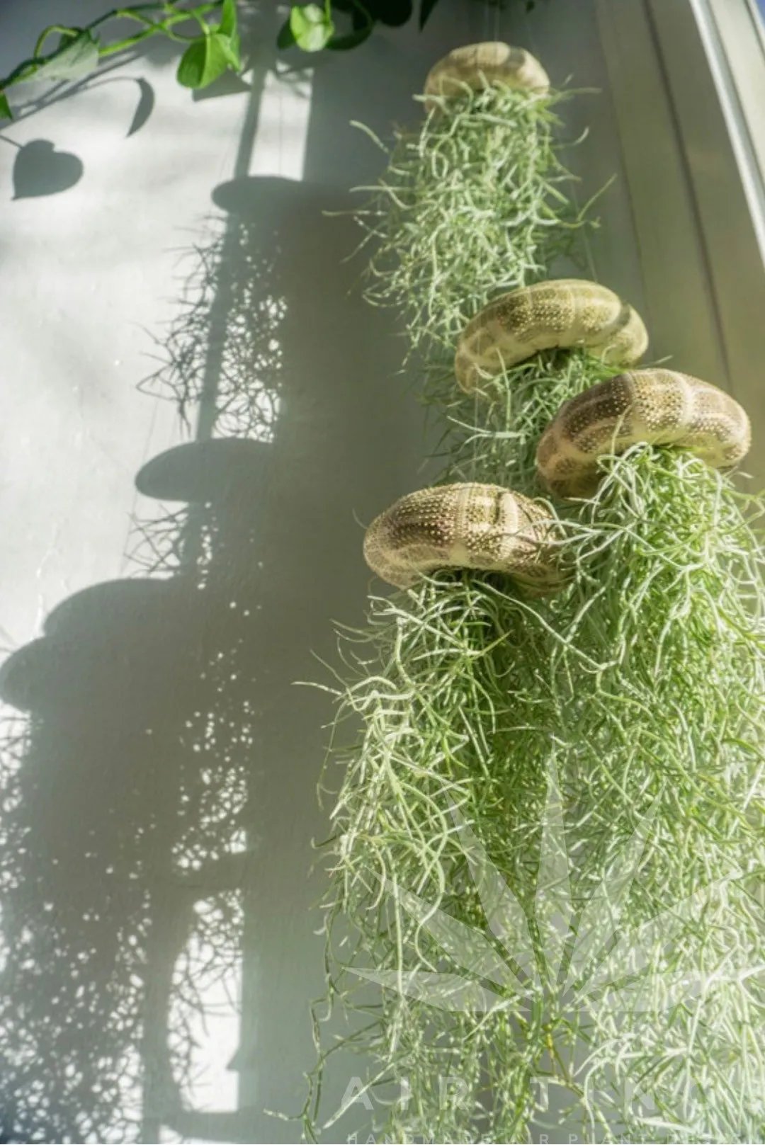 AquaBloom – Hanging Air Plant Jellyfish