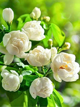 BloomWhisper – Frost-Hardy Jasmine Seeds