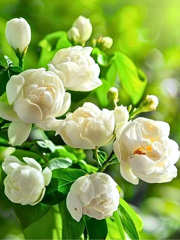 BloomWhisper – Frost-Hardy Jasmine Seeds