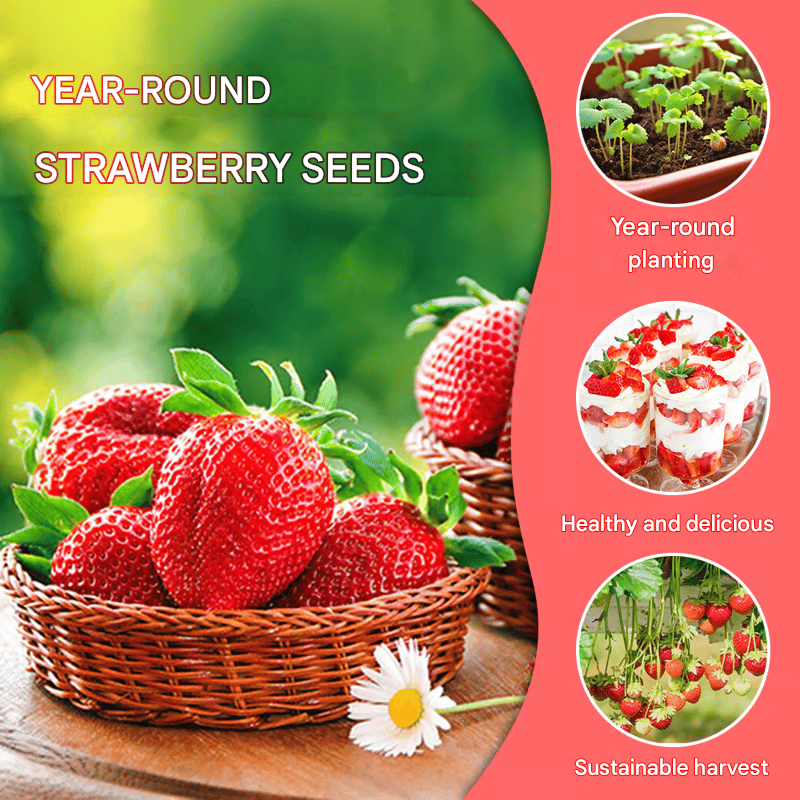 HarvestBerry – Garden Strawberry Seeds