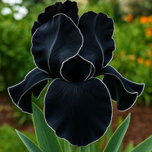 BloomAura – Exotic Tall Bearded Iris Flower