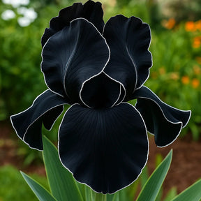 BloomAura – Exotic Tall Bearded Iris Flower