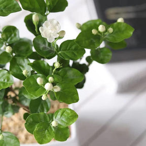 Bloomora – 100 Non-GMO Fragrant Climbing Jasmine Seeds
