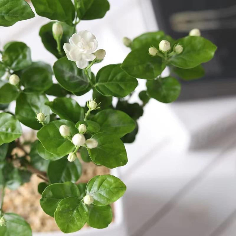 Bloomora – 100 Non-GMO Fragrant Climbing Jasmine Seeds