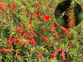 FloraAura "Hummingbird Carpet" – Epilobium garrettii Rainbow Burst Seeds