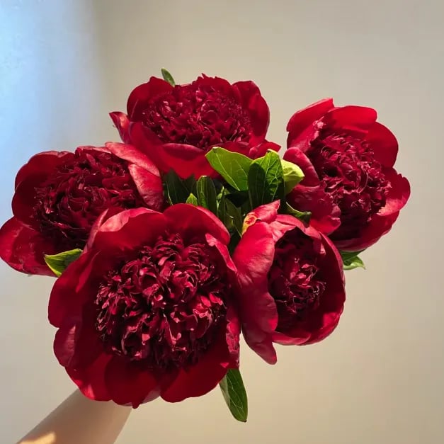 RoyalBloom - Luxurious Peony Flower Seeds | The Queen of Flowers