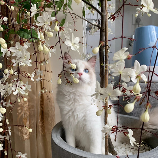 WinterBloom – Winter-Friendly Hanging Jasmine Plant