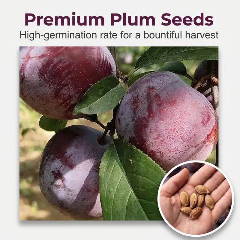 🌳LIMITED-TIME BUY 1 GET 1 FREE⏰🍑 Heirloom Non-GMO Grafted Plum Tree Live Seeds