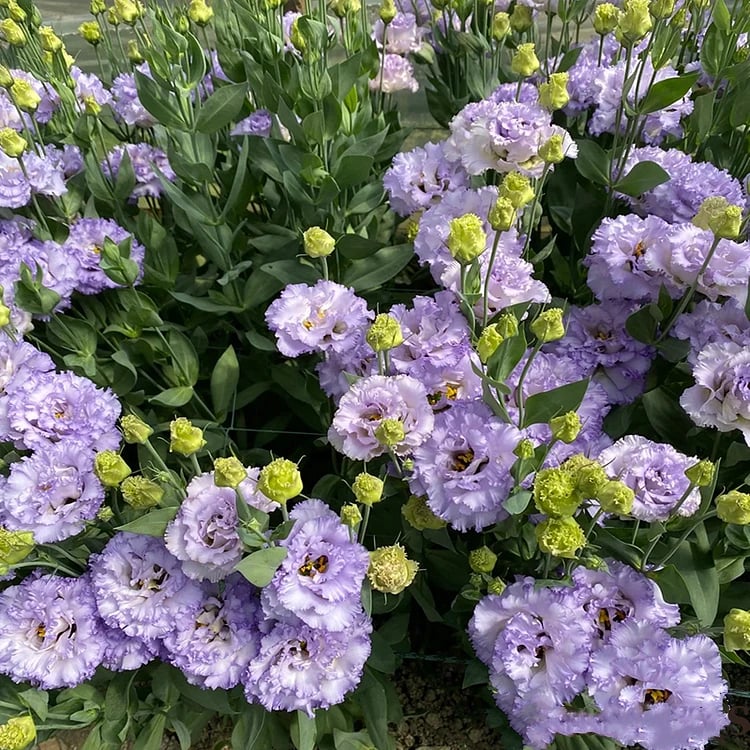 BloomRidge – Hardy Perennial Lisianthus Seeds