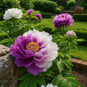 RoyalPetal – Luxury Garden Peonies