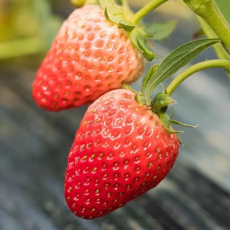 HarvestBerry – Garden Strawberry Seeds