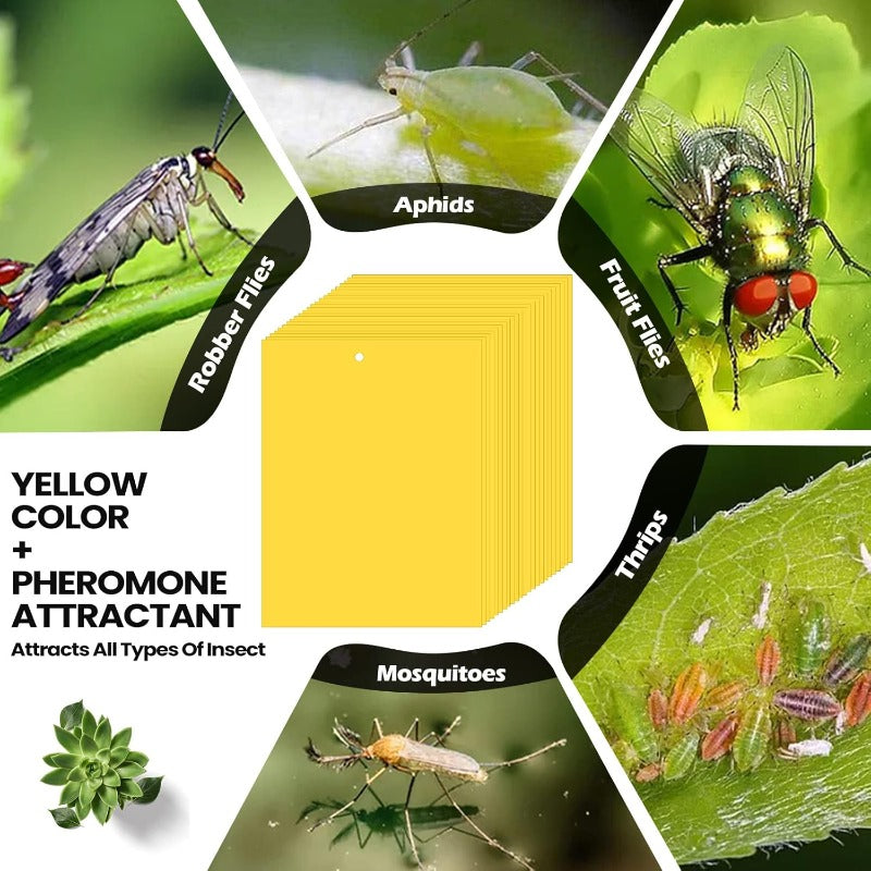 InsectLock – Ultra Sticky Pest Traps