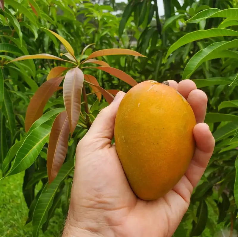 MangoMajesty – Tropical Grow Kit