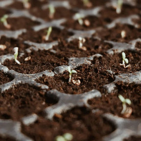 CocoBloom – Natural Coconut Coir Bricks for Plants