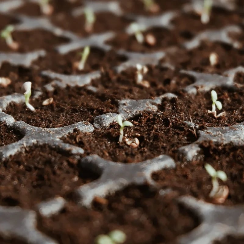 NatureSprout – Organic Coconut Coir for Lush Gardens