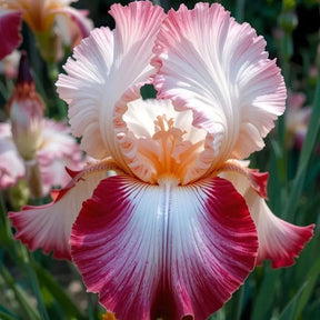 BloomAura – Exotic Tall Bearded Iris Flower