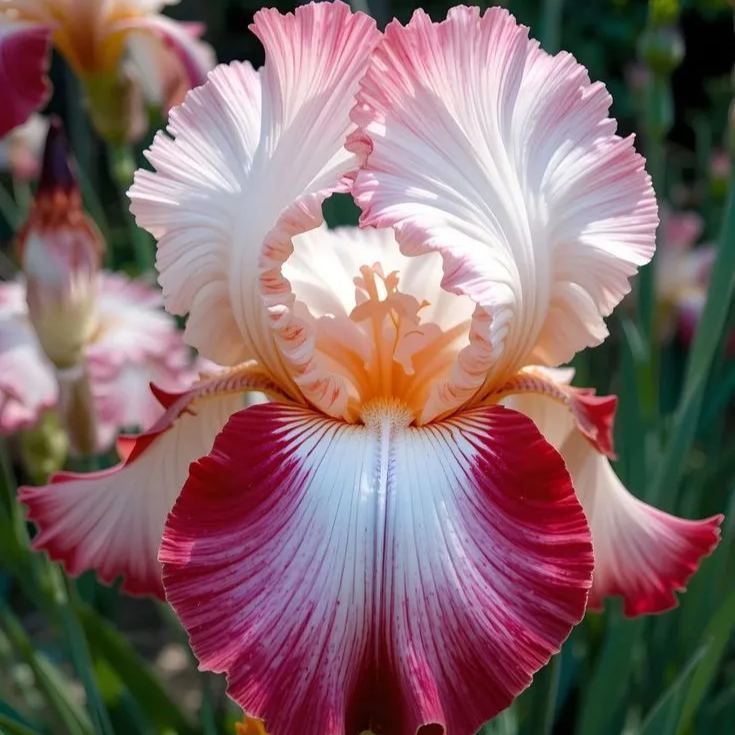 BloomAura – Exotic Tall Bearded Iris Flower