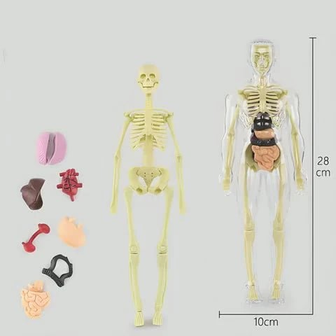 SmartSkeleton – Fun Stem Anatomy Model for Kids