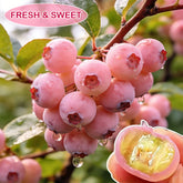 PinkDelight Berries – Premium Garden Seeds