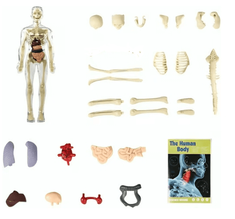 SmartSkeleton – Fun Stem Anatomy Model for Kids