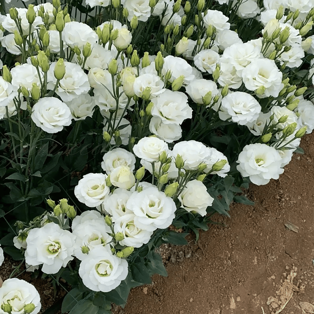 GardenMuse – Elegant Multi-Color Flower Seeds